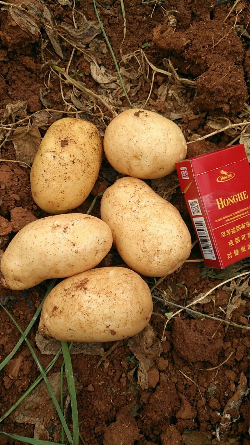 丽薯六号土豆