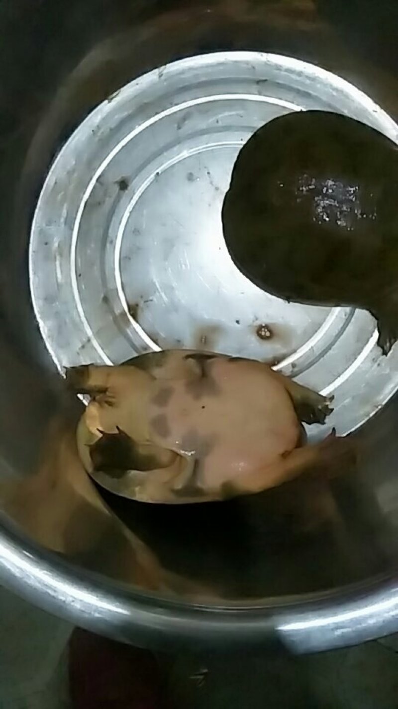 野外叉的纯野生甲鱼