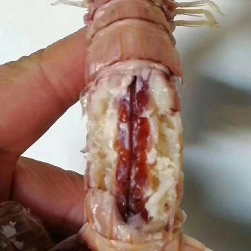 琵琶虾