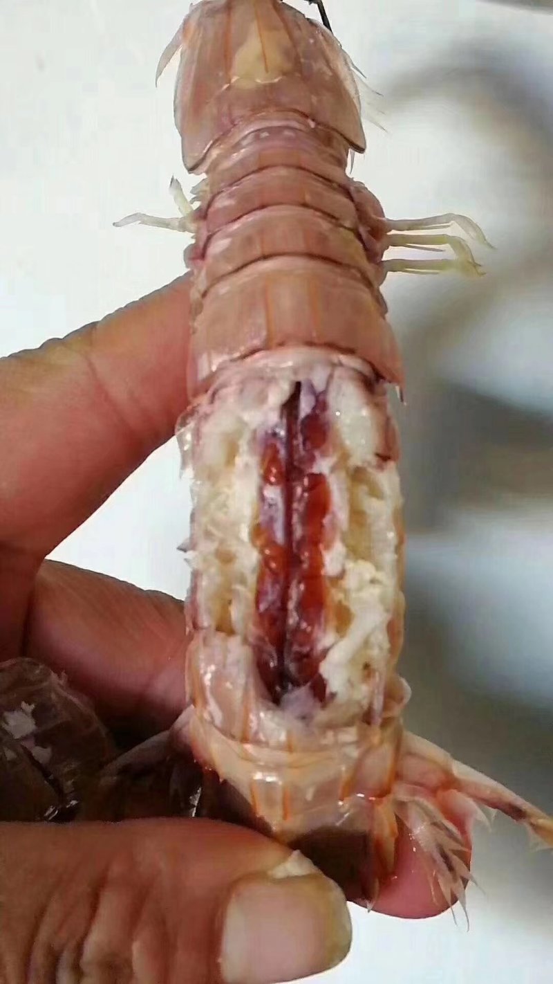 琵琶虾