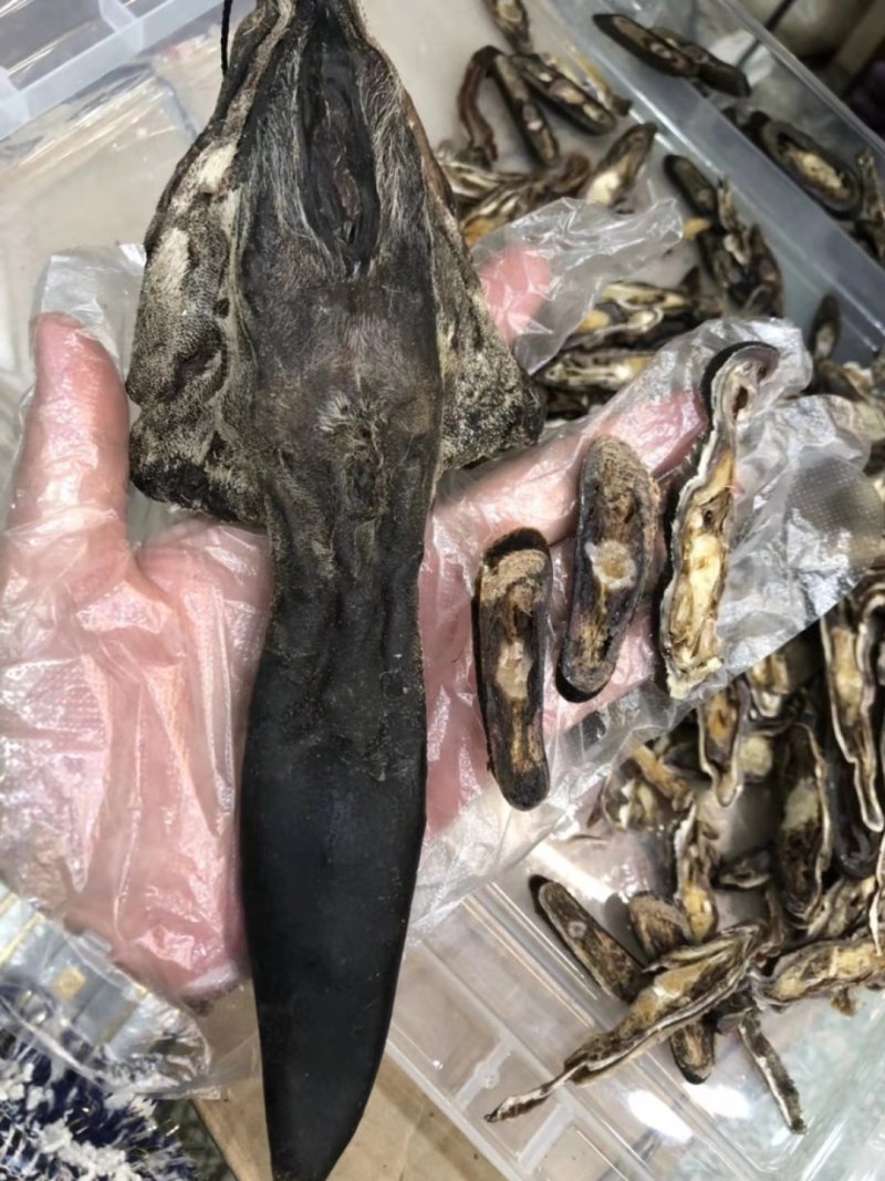 梅花鹿鹿尾40-130克之间纯干净尾