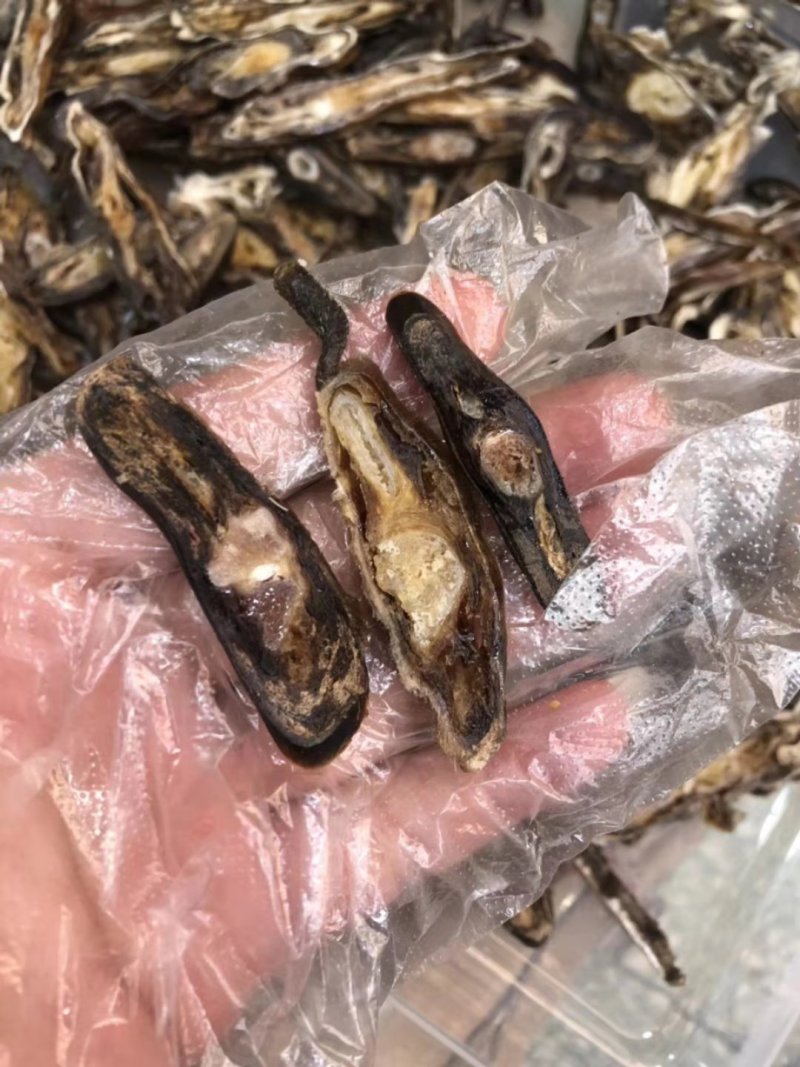 梅花鹿鹿尾40-130克之间纯干净尾