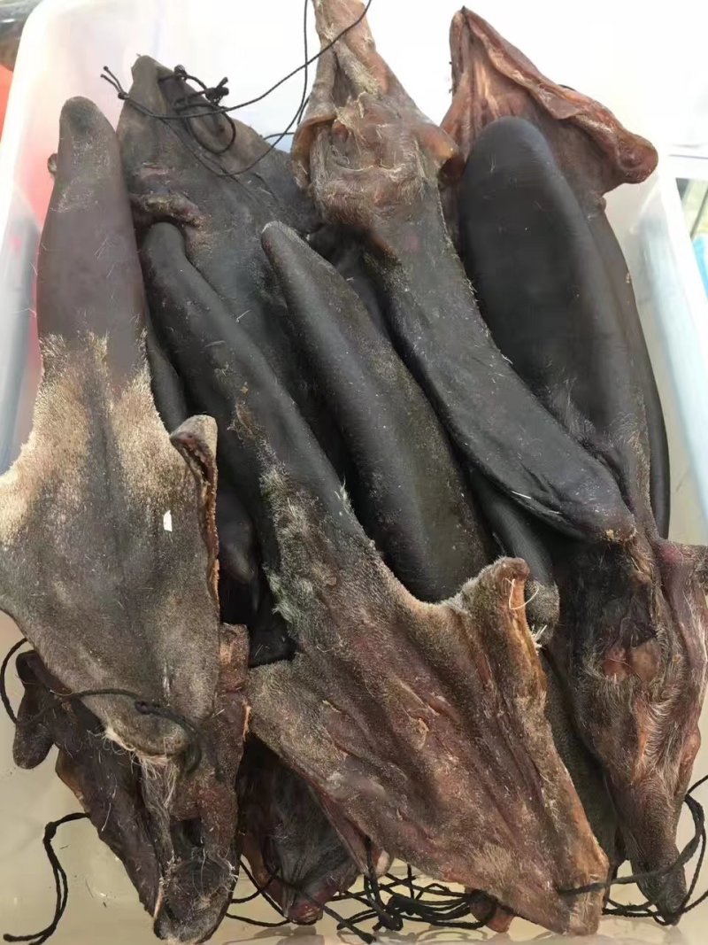 梅花鹿鹿尾40-130克之间纯干净尾