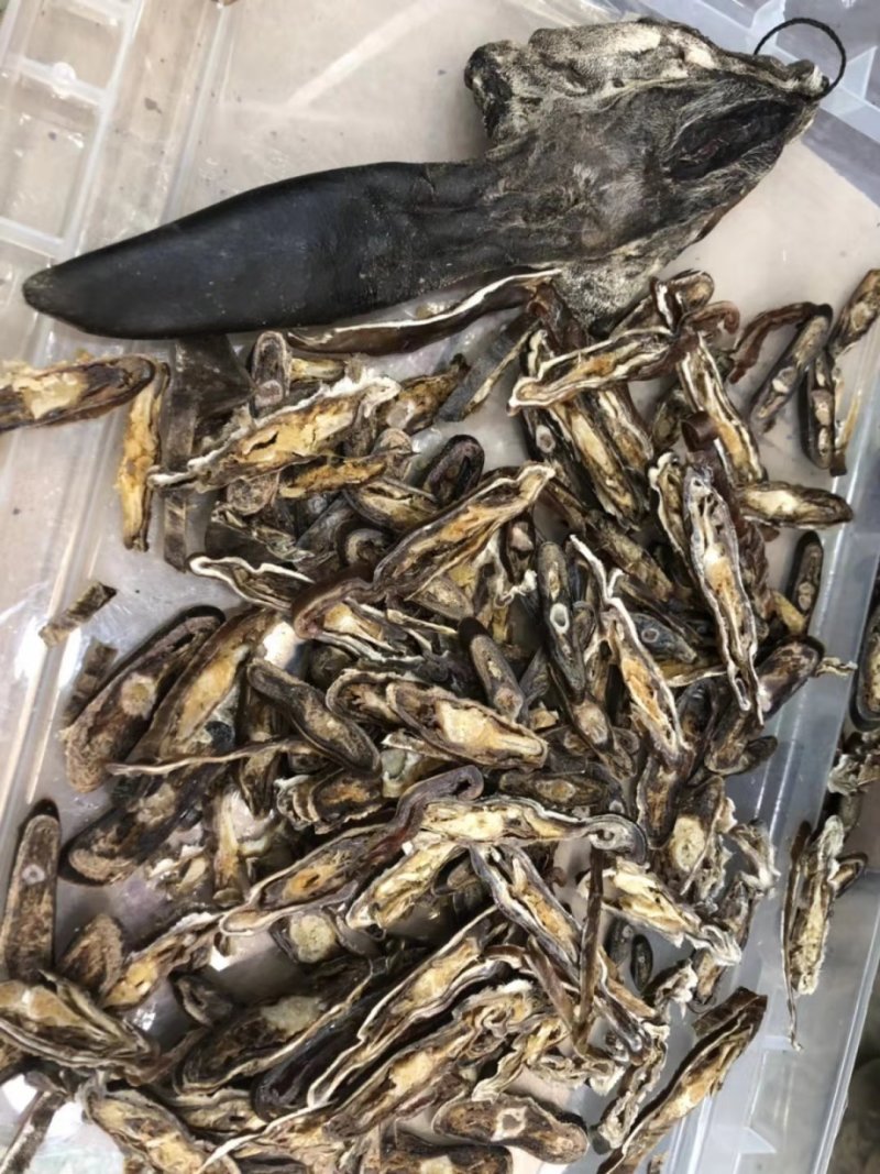 梅花鹿鹿尾40-130克之间纯干净尾
