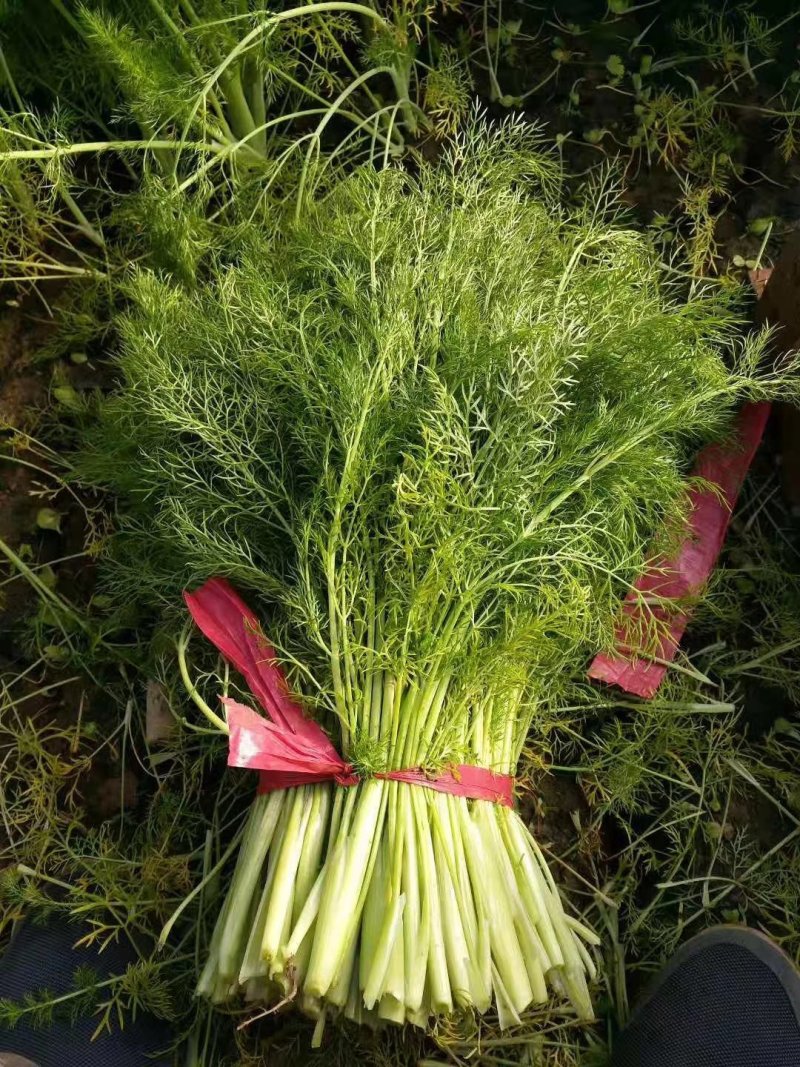 优质茴香大量上市，品质好，价格美丽，诚信经营，信誉第一。