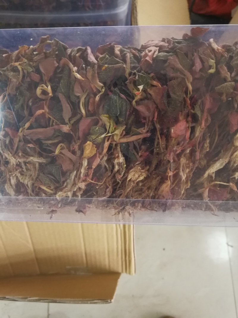 金线莲干品，金线莲干货金线莲可煲汤泡茶