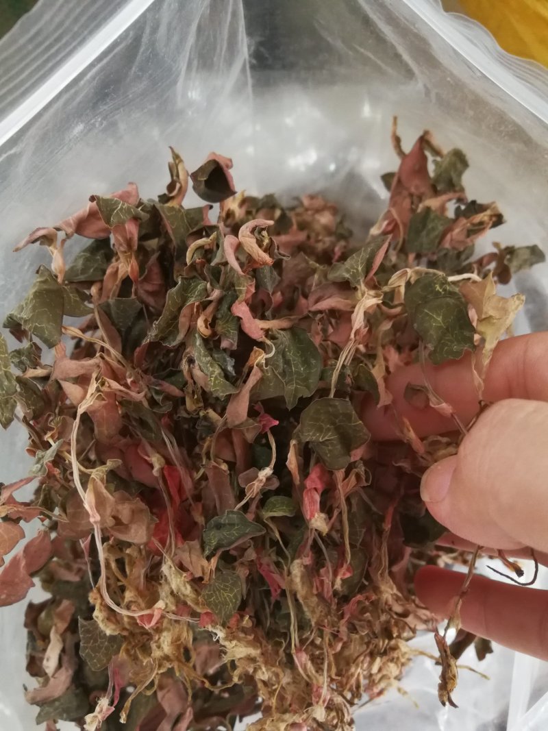 金线莲干品，金线莲干货金线莲可煲汤泡茶