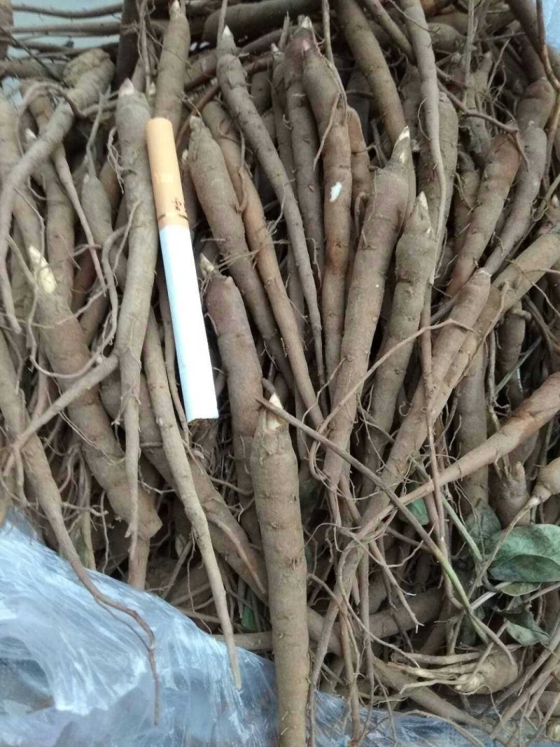 三年生赤芍苗，芍药苗，白芍苗芍药树苗包邮