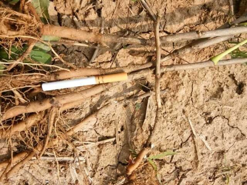 三年生赤芍苗，芍药苗，白芍苗芍药树苗包邮