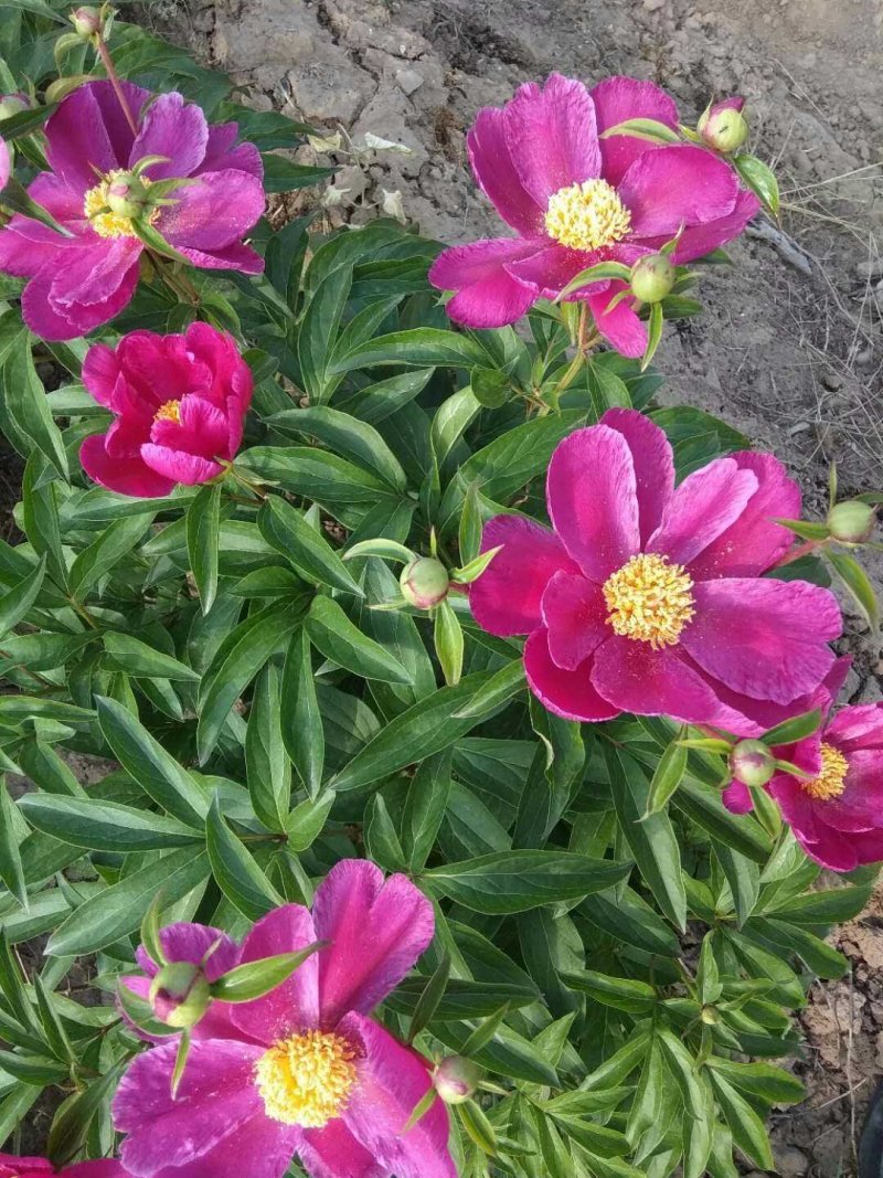 三年生赤芍苗，芍药苗，白芍苗芍药树苗包邮