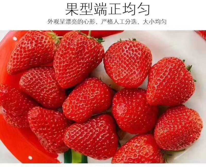 草莓