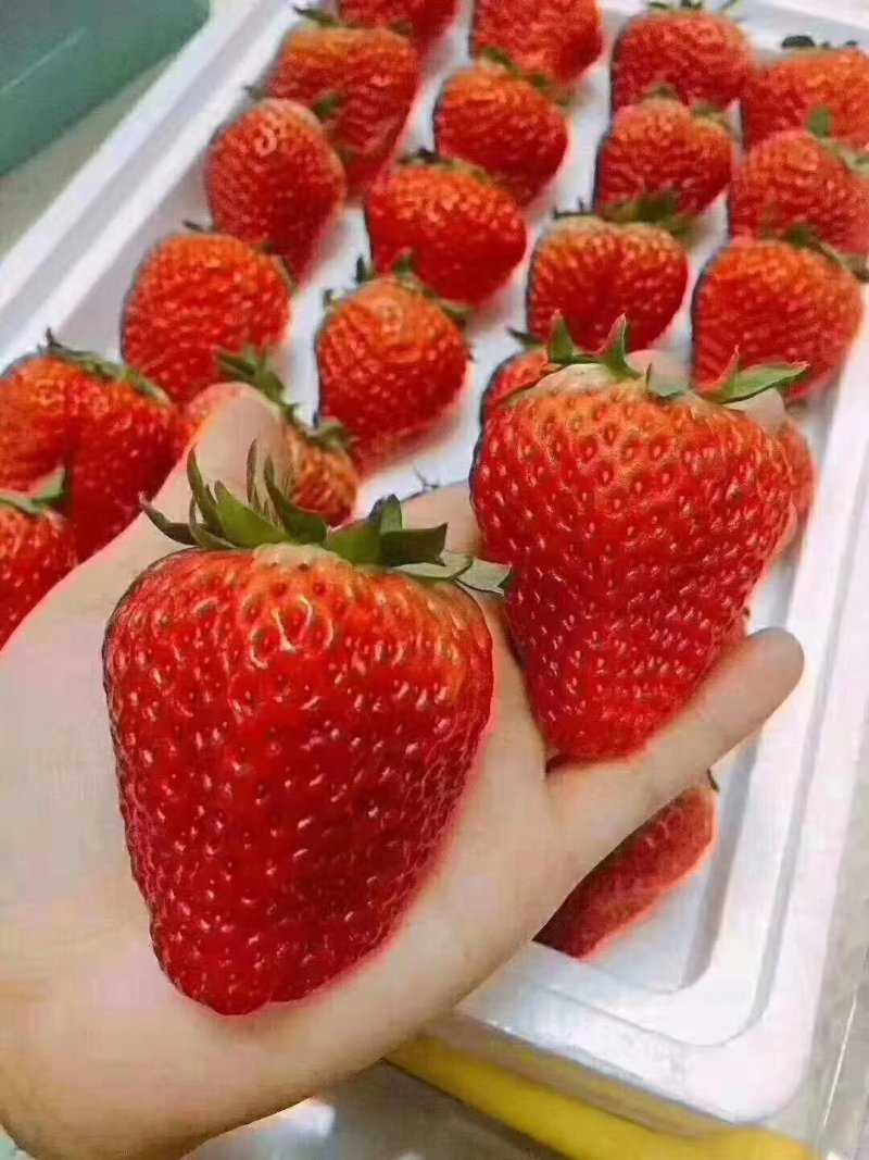 草莓