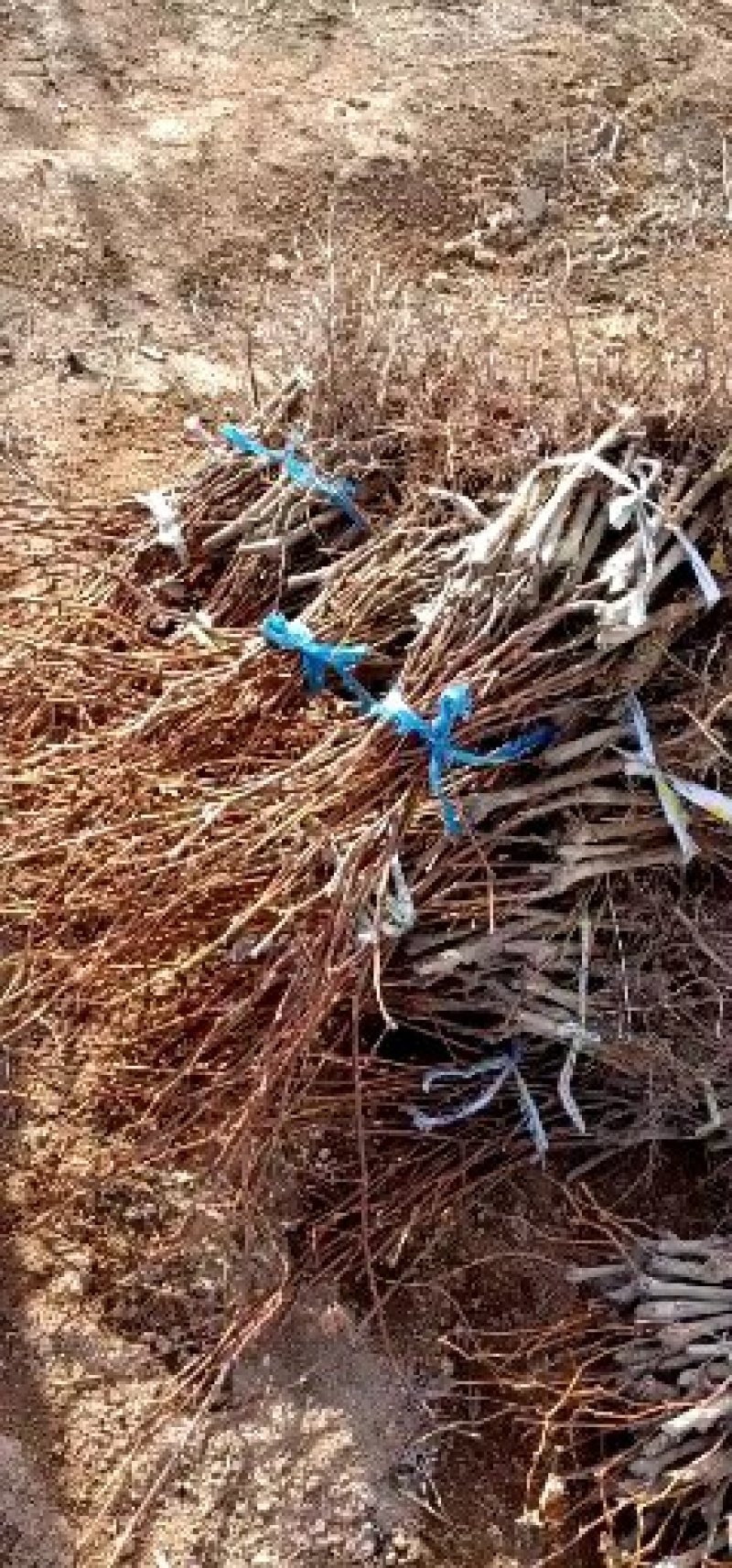 油松定植树大红袍花椒苗户太葡萄苗