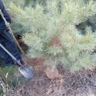 油松定植树大红袍花椒苗户太葡萄苗