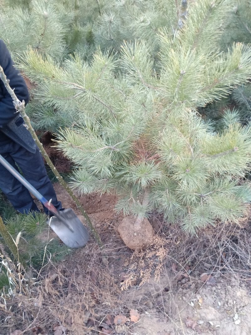 油松定植树大红袍花椒苗户太葡萄苗