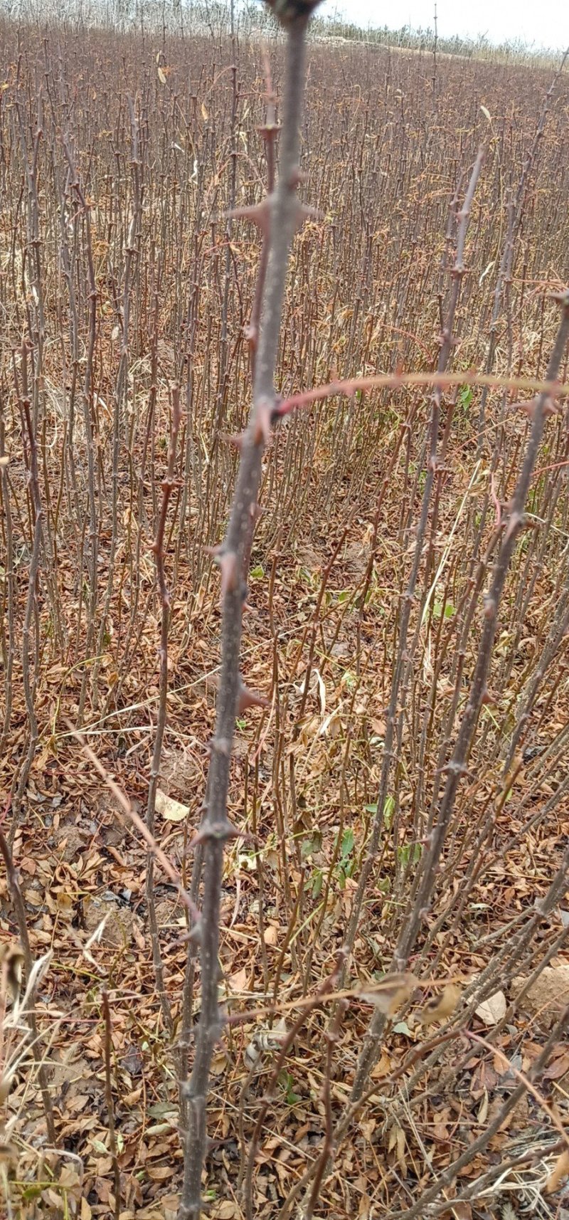 油松定植树大红袍花椒苗户太葡萄苗