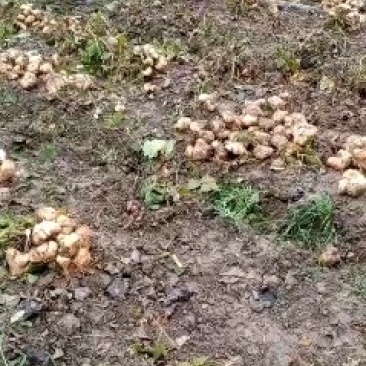 生鲜蔬菜凉薯地瓜沙葛，土瓜。湖北沙土地特产。优质供应链