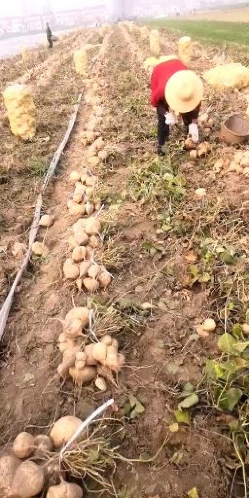 生鲜蔬菜凉薯地瓜沙葛，土瓜。湖北沙土地特产。优质供应链