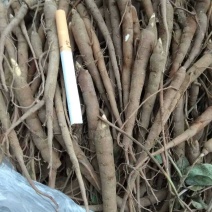 二年生芍药苗赤芍苗白芍苗芍药树苗
