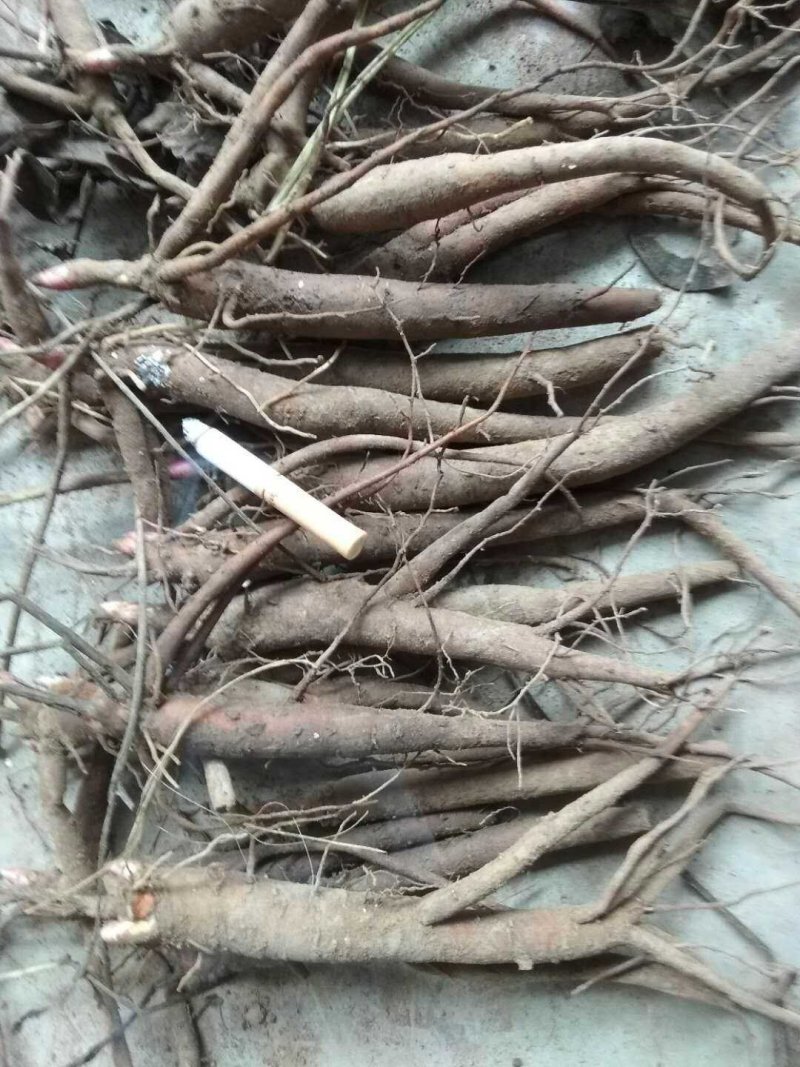 二年生芍药苗赤芍苗白芍苗芍药树苗