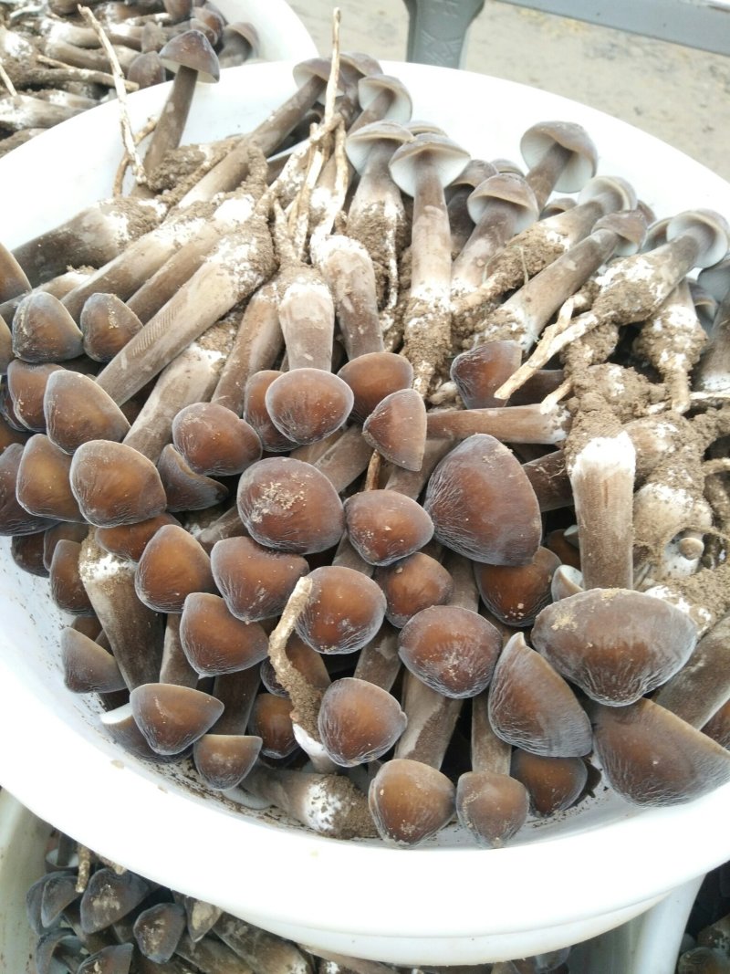 黑皮鸡枞菌