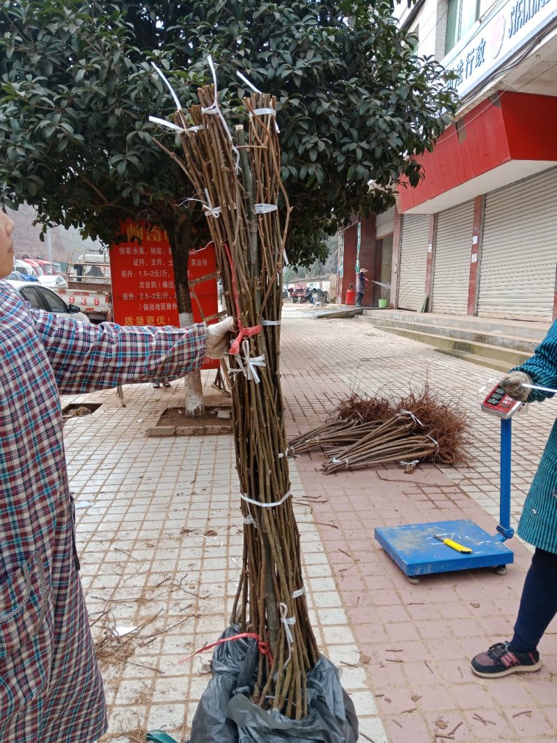 猕猴桃苗公分苗当年挂果树，保证品种，提供技术支持