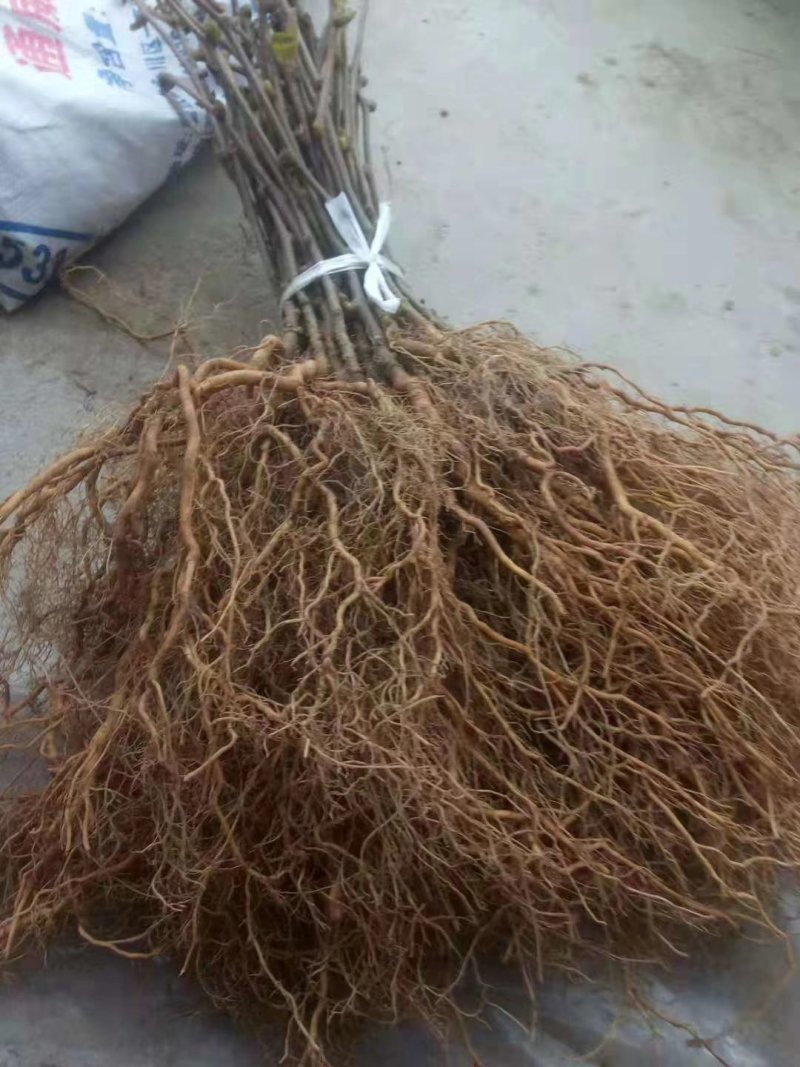 猕猴桃苗实生苗基地直供无根瘤病量大从优