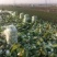 青杂三号白菜大量上市中，，