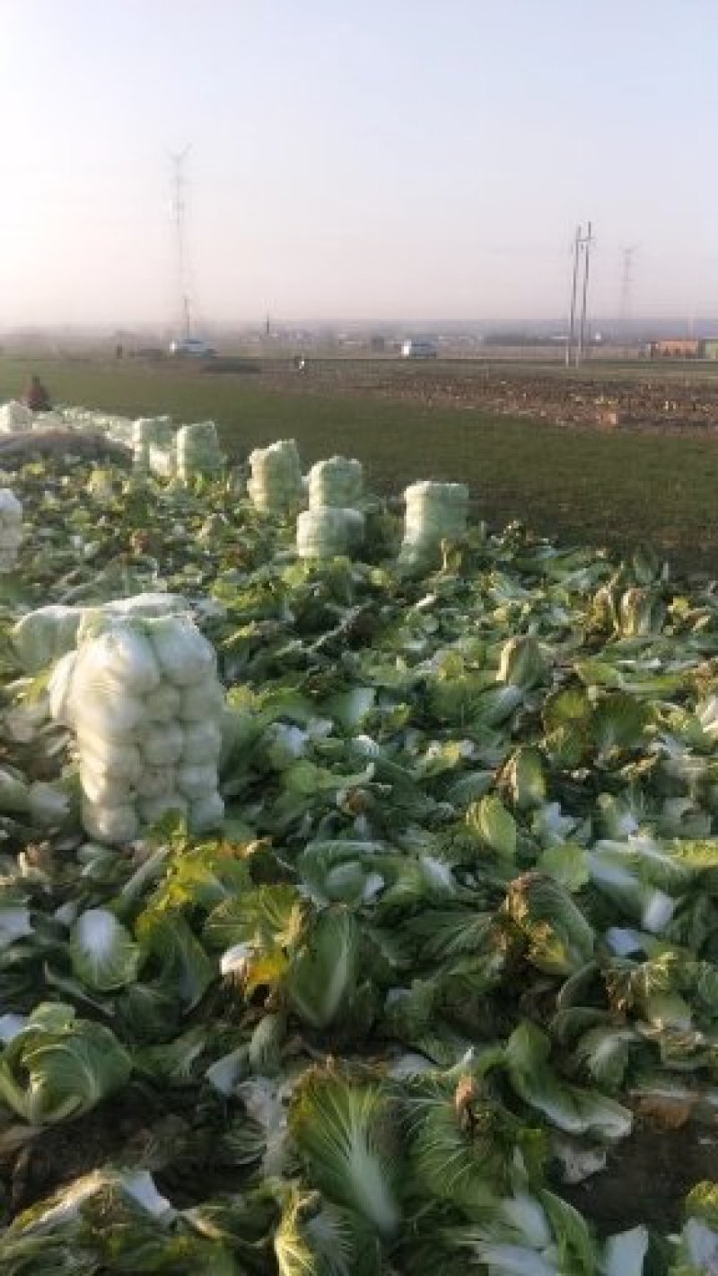 青杂三号白菜大量上市中，，