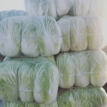 青杂三号白菜大量上市中，，