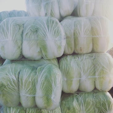 青杂三号白菜大量上市中，，