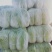 青杂三号白菜大量上市中，，