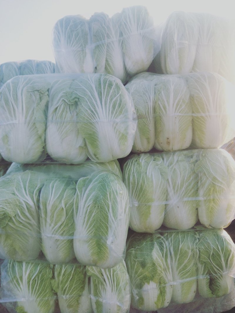 青杂三号白菜大量上市中，，