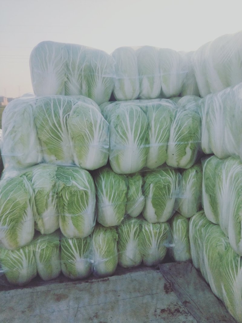 青杂三号白菜大量上市中，，