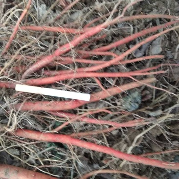 丹参苗丹参种苗血参苗