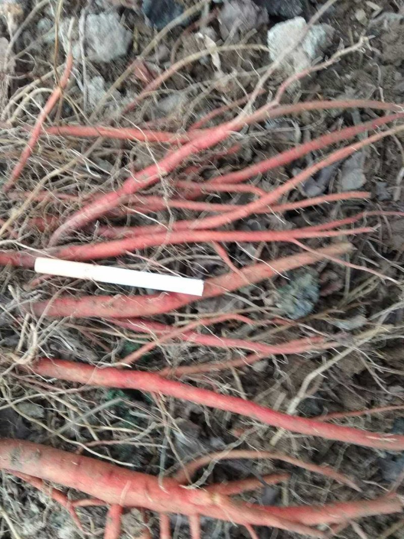 丹参苗丹参种苗血参苗