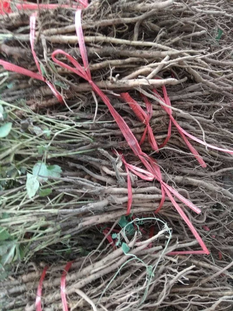 2年生油牡丹苗药用牡丹苗3年生油用牡丹苗