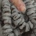 柿饼