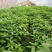 哈斯牛油果苗