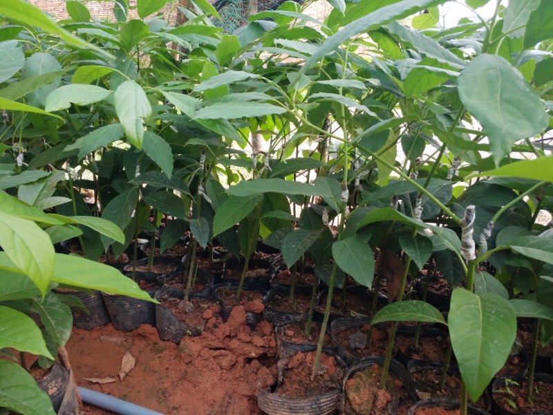 哈斯牛油果苗