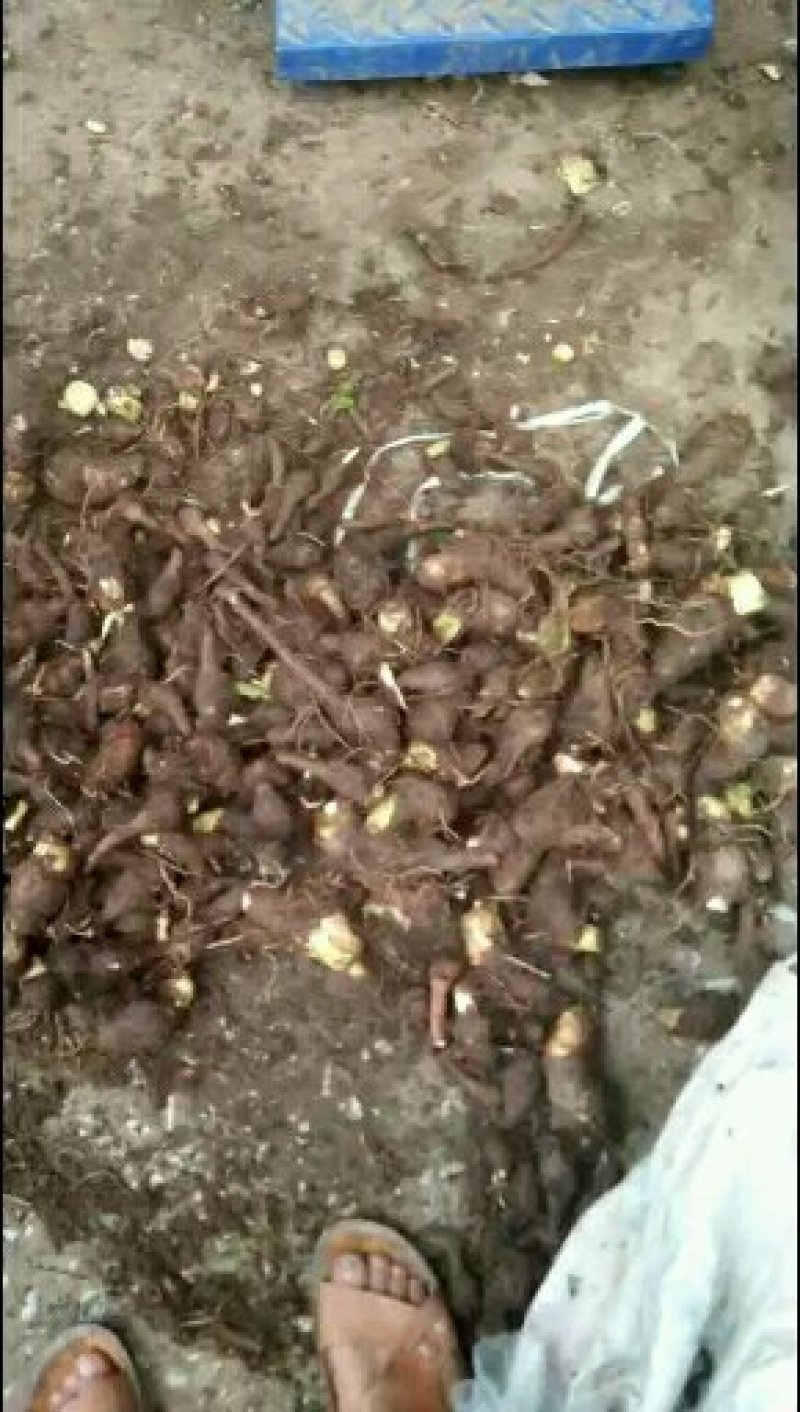 荔浦芋头香芋种苗每一棵都是静心挑选荔浦市直供
