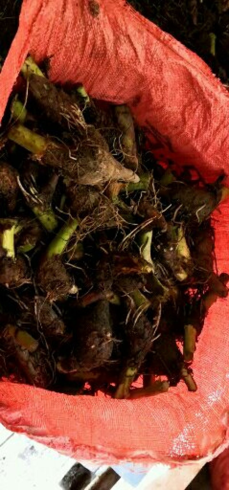 荔浦芋头香芋种苗每一棵都是静心挑选荔浦市直供