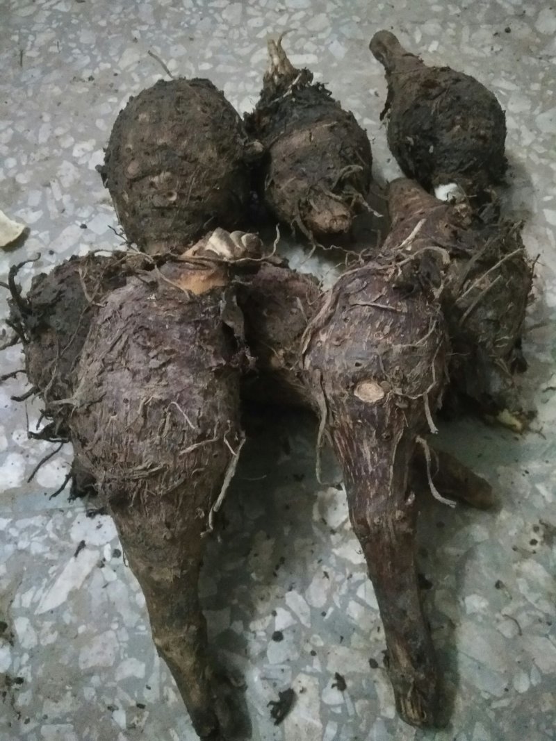 荔浦芋头香芋种苗每一棵都是静心挑选荔浦市直供