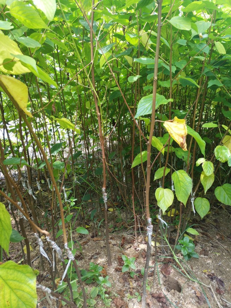 嫁接拐枣苗