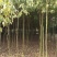 香樟苗地径2一3公分各种规格的，大量有货