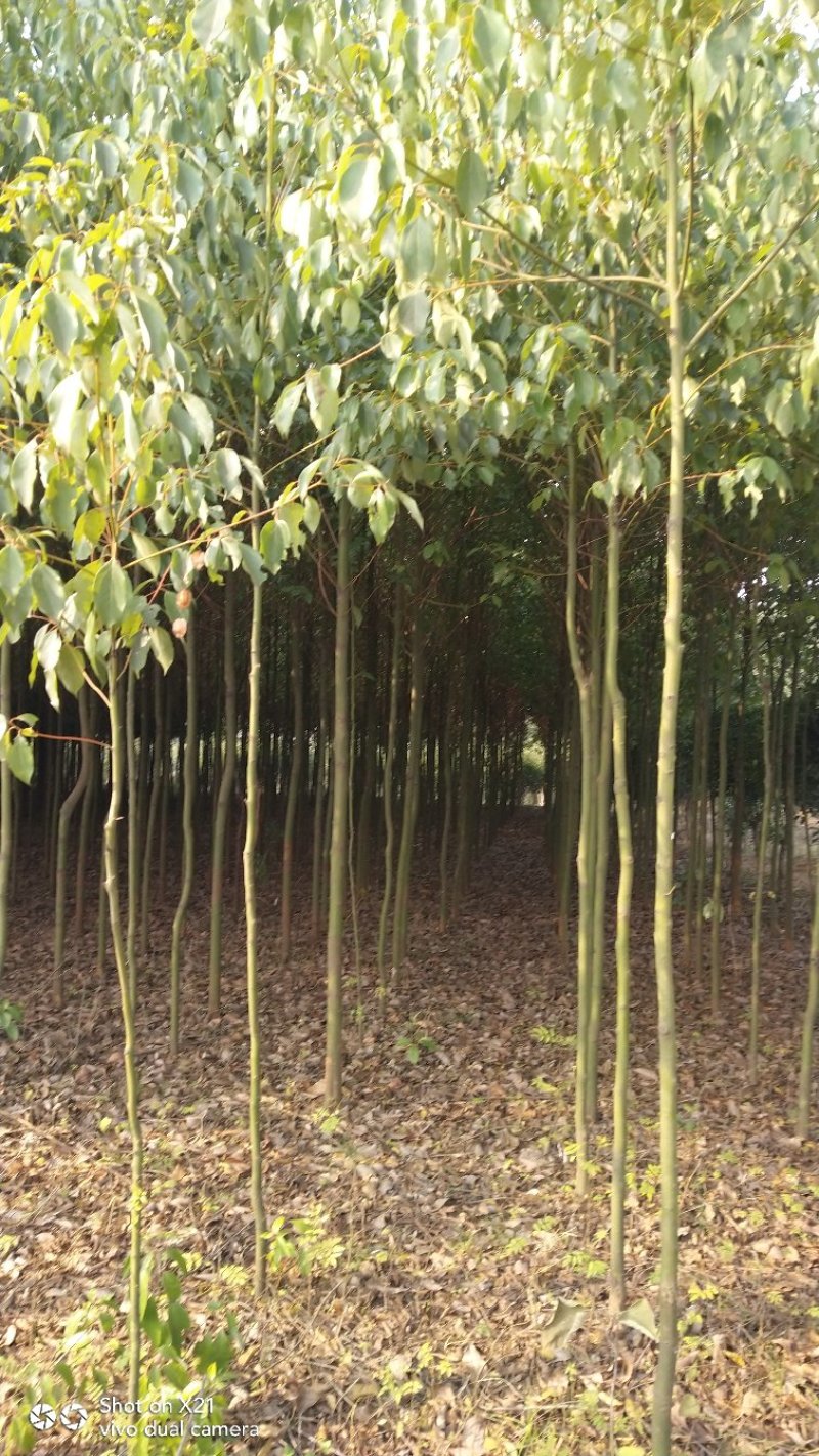 香樟苗地径2一3公分各种规格的，大量有货