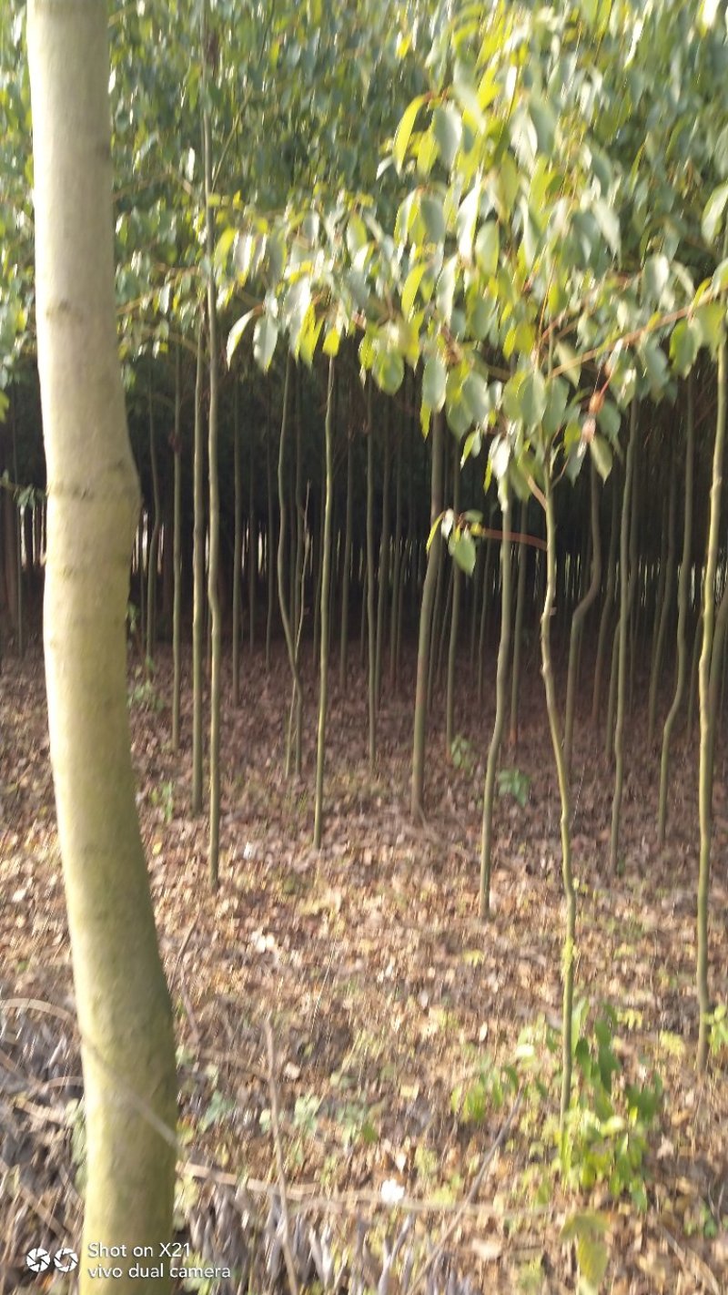 香樟苗地径2一3公分各种规格的，大量有货