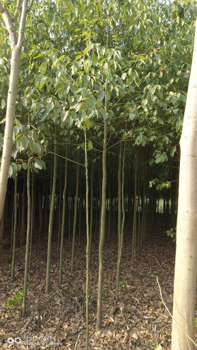 香樟苗地径2一3公分各种规格的，大量有货