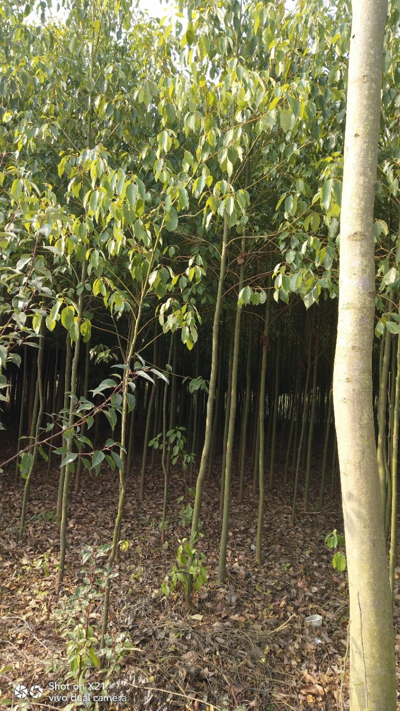 香樟苗地径2一3公分各种规格的，大量有货