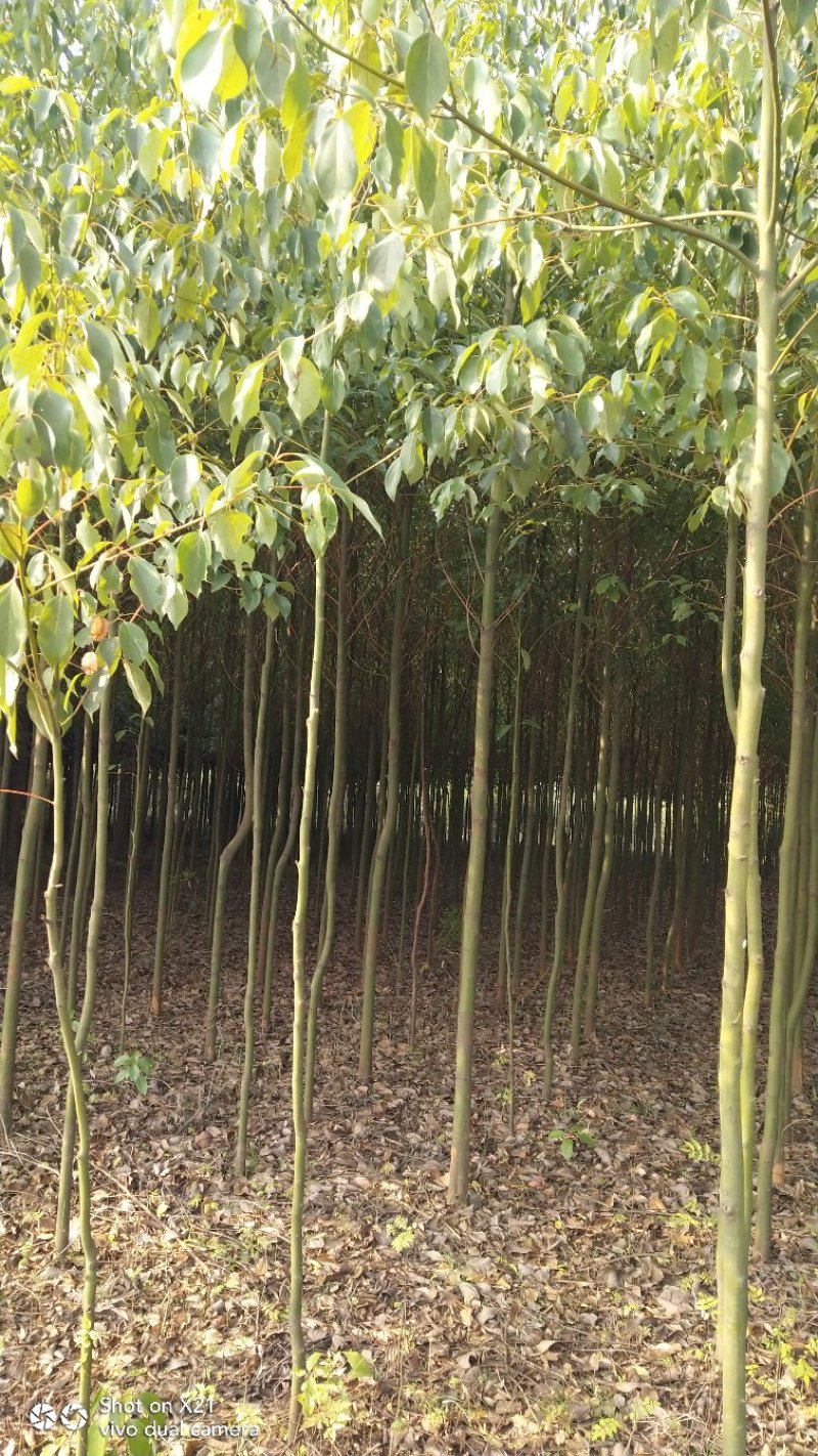 香樟苗地径2一3公分各种规格的，大量有货